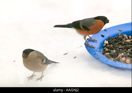 ein paar von Gimpel Fütterung auf Niger Samen in einem Garten in Ambleside im Winter schneit, Cumbria, UK Stockfoto