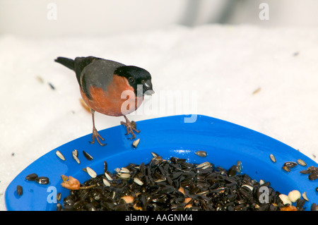 eine männliche Gimpel ernähren sich von Samen in einem Garten in Ambleside, Cumbria, UK im Winterwetter Stockfoto