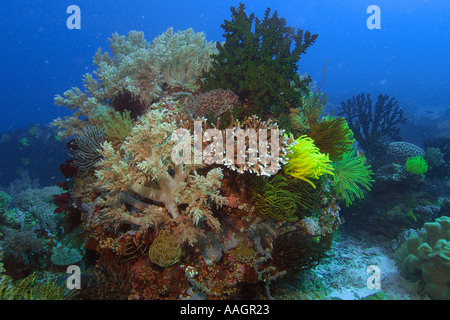 Unterschiedlichsten Korallen Kopf Apo Island marine Reserve Philippinen Visayasmeer Stockfoto