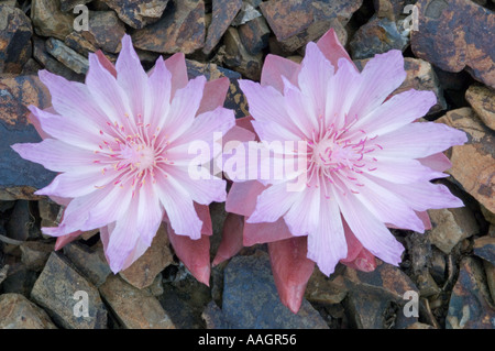 BITTERROOT Blume Lewisia Rediviva östlichen Hang Cascade Mountains Washington State USA Stockfoto