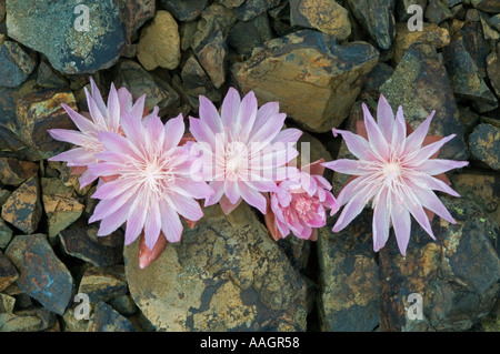 BITTERROOT Blume (Lewisia Rediviva) Osthang, Cascade Mountains, Washington State, USA Stockfoto