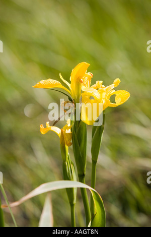 Irland Donegal Inishowen Malin Wildblumen gelbe Flagge Iris Pseudacorus wachsen am Ufer des Flusses Stockfoto