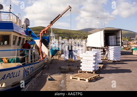 County Kerry-Dingle Irland entladen gefrorenen Felchen auf Kai aus MV Apollo Stockfoto