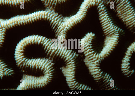 Boulder Hirnkoralle Colpophyllia Natans hautnah Mann des Krieges Cay, Bahamas Karibik Stockfoto