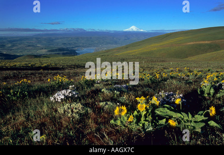 Wüste Wildflowers in der Columbia-Schlucht Stockfoto