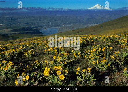 Wildblumen, Dalles, Columbia River und Mount Hood Stockfoto