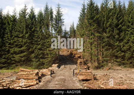 Kiefer Wald Nordwales Ernte Holz Schneiden von Holz UK anmelden Arbeit Stockfoto