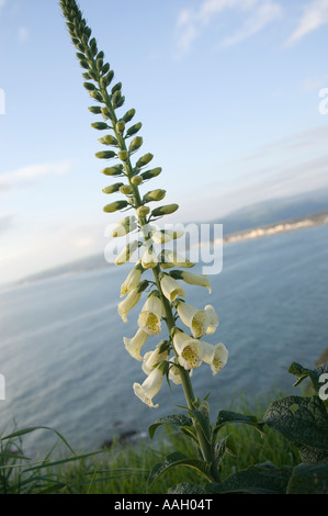 weißen Fingerhut wildwachsenden, in voller Blüte Borth Ceredigion west wales UK Stockfoto