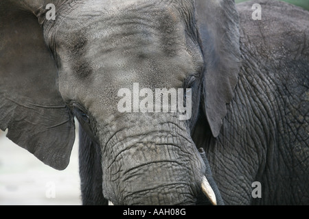 Safaripark Beekse Bergen ist ein offener Zoo, wo Tiere frei außerhalb redaktionelle Nutzung nur keine negativen Schlagzeilen laufen Stockfoto