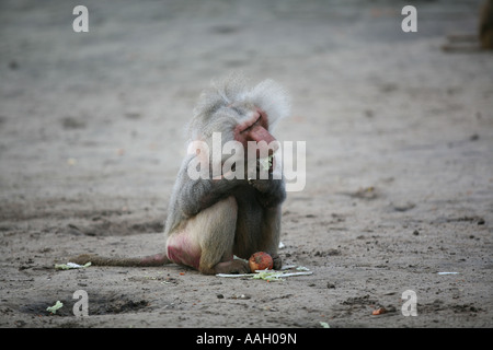 Safaripark Beekse Bergen ist ein offener Zoo, wo Tiere frei außerhalb redaktionelle Nutzung nur keine negativen Schlagzeilen laufen Stockfoto