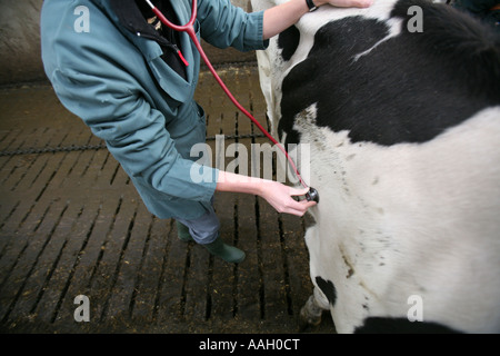 Tierarzt für die Universität von Utrecht arbeiten auch behandelt Tiere in der Gegend redaktionelle Nutzung nur keine negativen Publizität Stockfoto