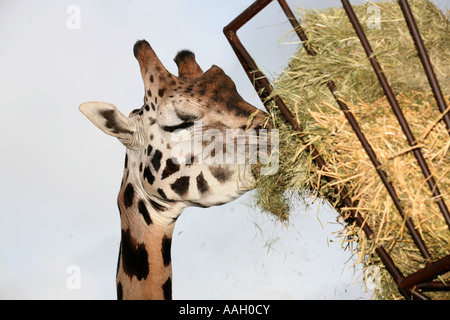 Safaripark Beekse Bergen ist ein offener Zoo, wo Tiere frei außerhalb redaktionelle Nutzung nur keine negativen Schlagzeilen laufen Stockfoto