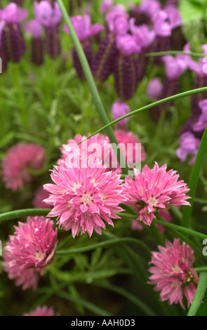 SCHNITTLAUCH BLUMEN AN JEKKA MCVICARS HERB FARM IN DER NÄHE VON THORNBURY GLOUCESTERSHIRE UK Stockfoto