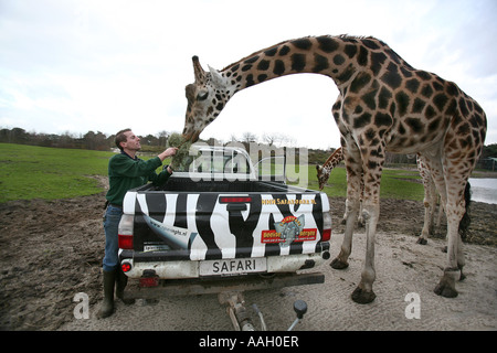 Safaripark Beekse Bergen ist ein offener Zoo, wo Tiere frei außerhalb redaktionelle Nutzung nur keine negativen Schlagzeilen laufen Stockfoto