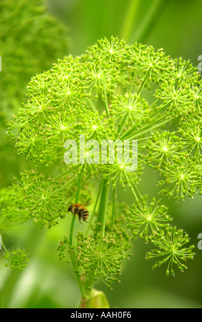 NAHAUFNAHME EINER ANGELICA ANLAGE AUF JEKKA MCVICARS HERB FARM IN DER NÄHE VON THORNBURY GLOUCESTERSHIRE UK Stockfoto