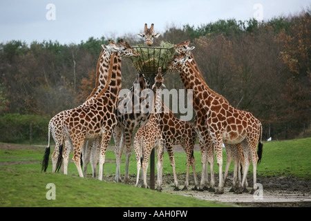 Safaripark Beekse Bergen ist ein offener Zoo, wo Tiere frei außerhalb redaktionelle Nutzung nur keine negativen Schlagzeilen laufen Stockfoto