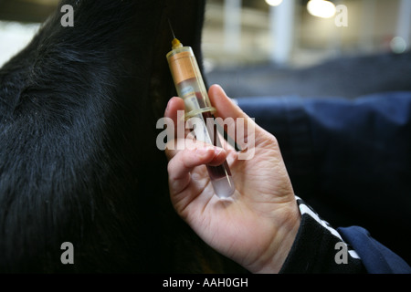 Tierarzt für die Universität von Utrecht arbeiten auch behandelt Tiere in der Gegend redaktionelle Nutzung nur keine negativen Publizität Stockfoto