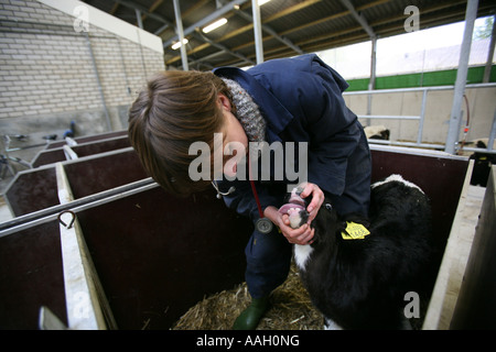 Tierarzt für die Universität von Utrecht arbeiten auch behandelt Tiere in der Gegend redaktionelle Nutzung nur keine negativen Publizität Stockfoto