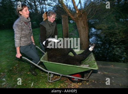 Tierarzt für die Universität von Utrecht arbeiten auch behandelt Tiere in der Gegend redaktionelle Nutzung nur keine negativen Publizität Stockfoto