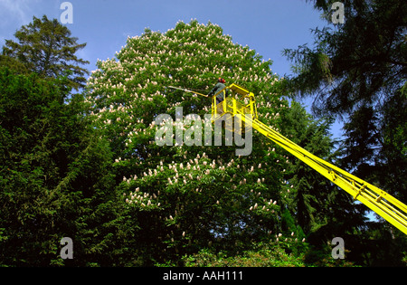 EINE SELTENE INDISCHE ROSSKASTANIE BAUM AESCULUS INDICA IN VOLLER BLÜTE IM WESTONBIRT ABORETUM IN DER NÄHE VON TETBURY GLOUCESTERSHIRE UK Stockfoto