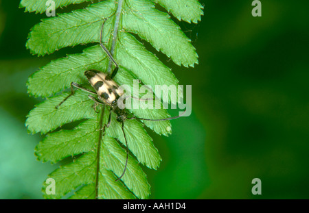 Ein Longhorn Beetle (Judolia Cerambyciformison) (Ordnung Coleoptera) auf einem Farn Blatt. Stockfoto