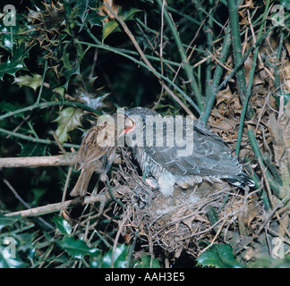 Hedge Sparrow oder Dunnock Phasianus colchicus Fütterung junger Kuckuck Cuculus canorus im Nest auf etwa zwei Wochen alt Stockfoto