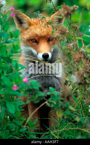 Fox Vulpes Jagd auf Vulpes in Macchia Norfolk Stockfoto