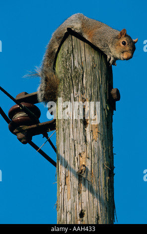 Graue Eichhörnchen Sciurus Carolinensis am Telegraphenmast Stockfoto