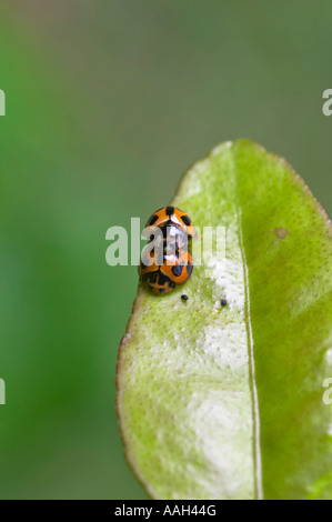 Transversale Marienkäfer Coccinella Transversalis Fabricius Paarung Stockfoto