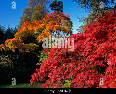 Ahornblätter in vollem Herbstblatt bei Westonbirt Arboretum Gloucestershire Stockfoto