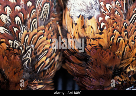 eine Klammer der Ring necked Fasane nach einer erfolgreichen Jagd Stockfoto