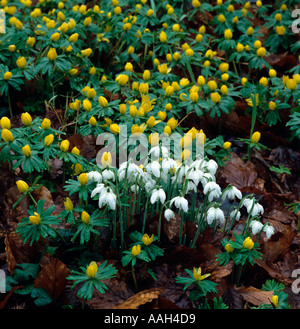 Schneeglöckchen und Winter Aconites in Blume im Wald Garten im Februar Stockfoto