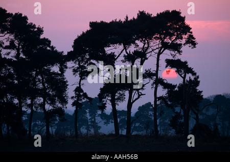 Scots Kiefer Pinus Sylvestris bei Sonnenuntergang Thetford Forest Norfolk Breckland UK Winter Stockfoto