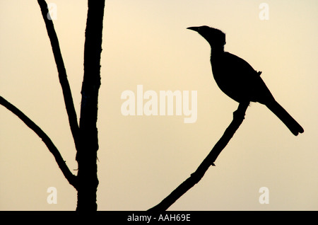 Silberne gekrönte Friarbird Philemon Argenticeps in Silhouette-Queensland-Australien Stockfoto