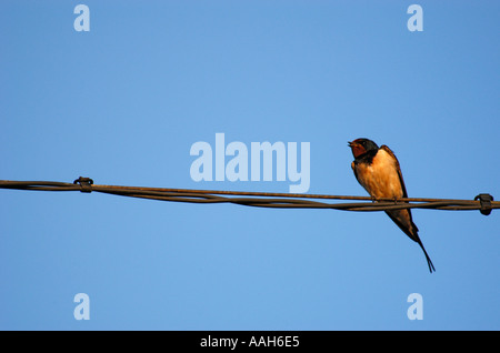 Rauchschwalbe Hirundo Rustica Stockfoto