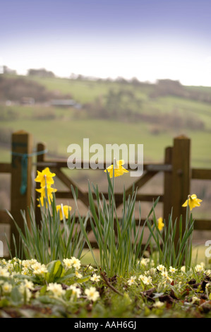 FRÜHLING-NARZISSEN UND PRIMELN IN DER NÄHE VON EINEM WANDERWEG GATE UK Stockfoto