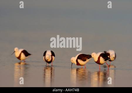 Gebänderten Stelzenläufer Cladorhynchus leucocephalus Stockfoto