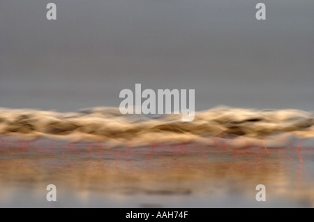 Gebänderten Stelzenläufer Cladorhynchus leucocephalus Stockfoto