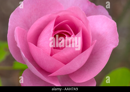 Rosa Gertrude Jekyll Ausbord Stockfoto