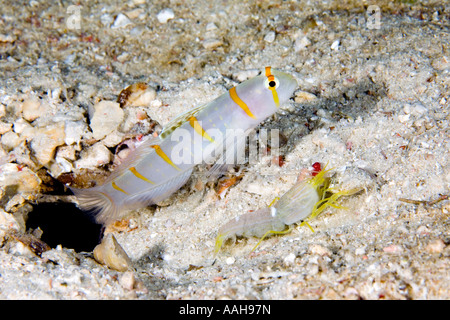 Randall Shrimpgoby, Amblyeleotris Randalli und weiß gesäumten fangen Garnelen, Alpheus ochrostriatus Stockfoto