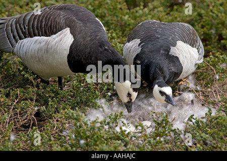 Weißwangengans Branta Leucopsis paar Stockfoto