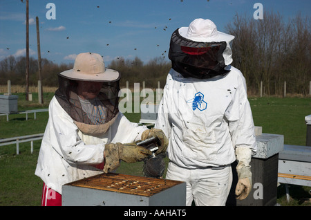 Zwei Imker von ihnen verwenden Raucher, Bienen zu beruhigen Stockfoto