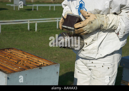 Imker mit Smoker, Bienen zu beruhigen Stockfoto