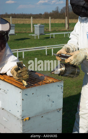 Zwei Imker von ihnen verwenden Raucher, Bienen zu beruhigen Stockfoto