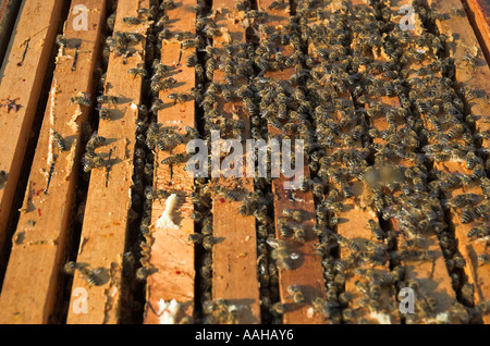 Arbeiter Honigbienen Apis Mellifera auf Waben hautnah Stockfoto