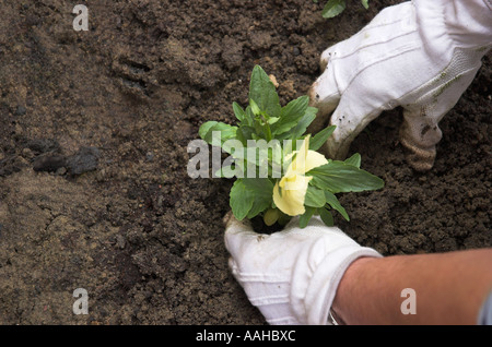 Eine Frau mit Handschuhen Pflanzen eine Viola Blume in ihrem Garten Stockfoto