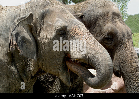 Zwei asiatische Elefanten in Gefangenschaft bei Busch Gardens Zoological Park in Tampa Florida USA Stockfoto