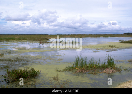 Landschaft der Feuchtgebiete Sumpf bei Emeralda Marsh in Zentral-Florida-USA Stockfoto