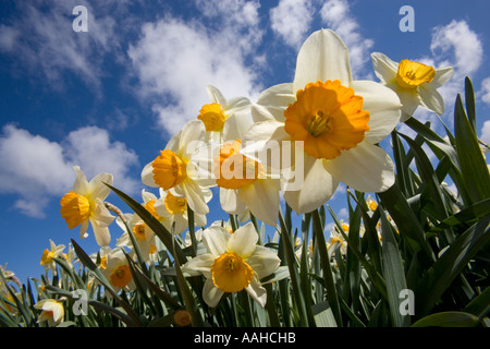 Kommerzielle Narzisse wächst Norfolk UK Stockfoto