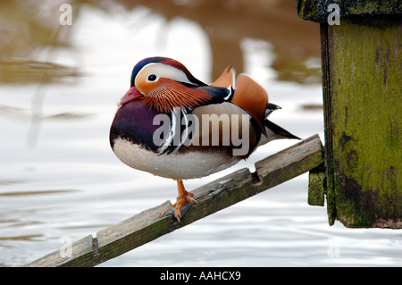 Männliche Mandarinente (Aix Galericulata) Stockfoto